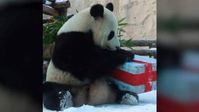 Обитателям Московского зоопарка раздали новогодние подарки. - mur.tv