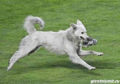 История о собаке, которая выскочила на футбольное поле и стала знаменитой - mur.tv - Боливия