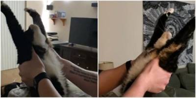 Девушка показала забавный ритуал, который проводит парень при встрече с кошкой - mur.tv