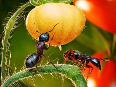 ​Старинный способ, чтобы извести надоедливых муравьев на участке - lifehelper.one