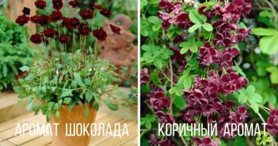 7 необычных растений, пахнущих шоколадом или кока-колой - lifehelper.one