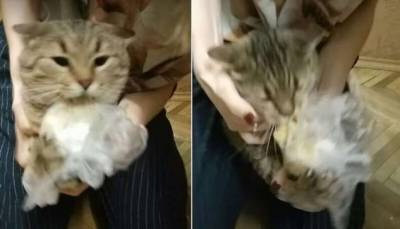 Кот стащил пакет с картофелем из холодильника хозяйки (1 фото + 3 видео) - chert-poberi.ru