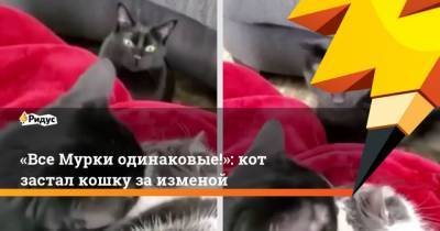 Все Мурки одинаковые!: кот застал кошку за изменой - mur.tv
