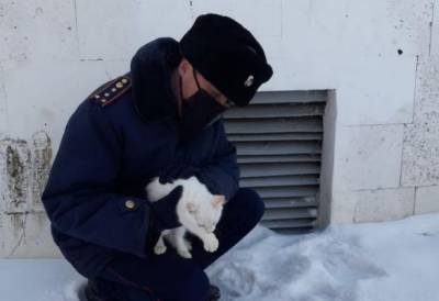 В Казахстане 43 градуса мороза: кошки замерзают - mur.tv - Казахстан
