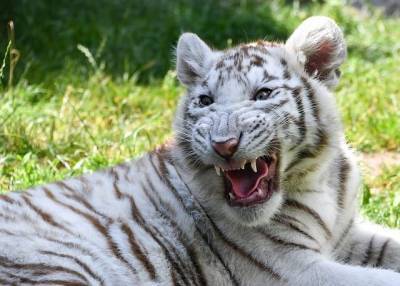 В зоопарке Никарагуа родился белый бенгальский тигрёнок – Cursorinfo: главные новости Израиля - mur.tv - Израиль - Никарагуа