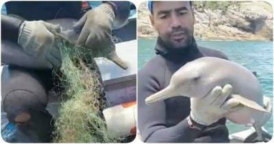 Рыбак спас дельфина, запутавшегося в сетях - mur.tv - Бразилия