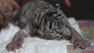В зоопарке Никарагуа родилась белая бенгальская тигрица - mur.tv - Никарагуа