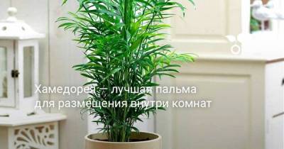 Хамедорея — лучшая пальма для размещения внутри комнат - sadogorod.club