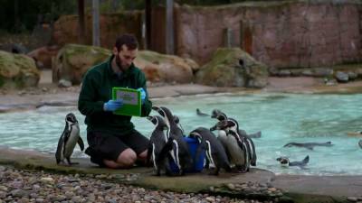 Лондонский зоопарк начал ежегодную инвентаризацию животных. - mur.tv - Англия