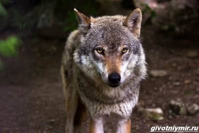 Охота на волка разными способами - mur.tv - республика Коми