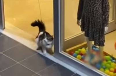 Озорная кошка забежала в магазин, чтобы поиграть с украшавшими витрину шариками (2 фото + 1 видео) - chert-poberi.ru - Турция - Стамбул