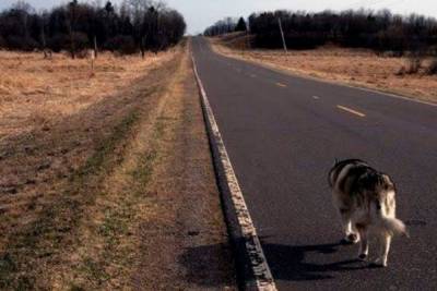 Во Львовской области мужчина привязал собаку к машине и волочил по дороге - mur.tv - Львовская обл.