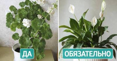 Что происходит в домах, где есть белые орхидеи - lifehelper.one