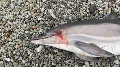 ФАН выяснил, что стало причиной гибели дельфина у берегов Крыма - mur.tv - республика Крым