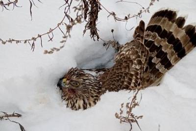 Жители Емвы спасли хищную птицу от собак - mur.tv