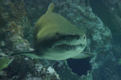 19-летняя девушка погибла в зубах акулы - mur.tv - Новая Зеландия