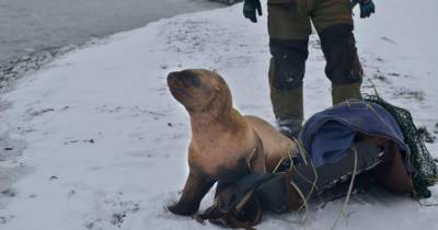 На Сахалине зоозащитники спасли из ледовой западни молодого сивуча - mur.tv - Невельск