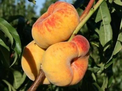 Колоновидные персики и нектарины: стоит ли покупать, как проверить сорт, фото дерева и отзывы - sadogorod.club