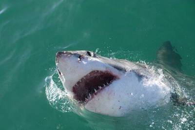 Акула убила человека в Новой Зеландии впервые за семь лет - mur.tv - Новая Зеландия