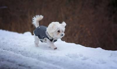 Тюменцам объяснили, почему стоит одевать собак зимой - mur.tv - Тюмень
