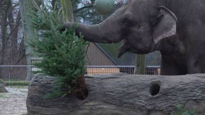 Животные доедают рождественские елки в зоопарке Берлина. - mur.tv - Берлин - Berlin