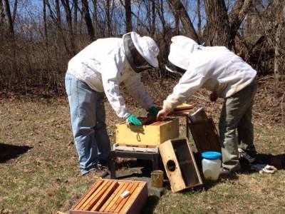Как ухаживать за пчелами начинающему пчеловоду - sadogorod.club