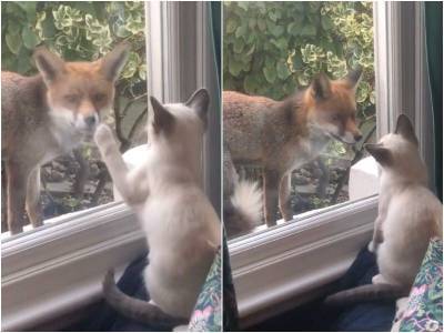 Хозяйка засняла встречу котенка с дикой лисицей - mur.tv - Лондон