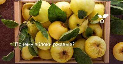 Почему яблоки ржавые? - sadogorod.club