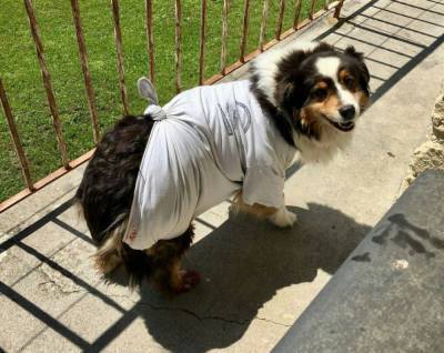 Собака Джипси: беременность оказалась «ненастоящей» - mur.tv