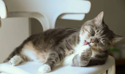 Как взвесить кошку в домашних условиях? - mur.tv