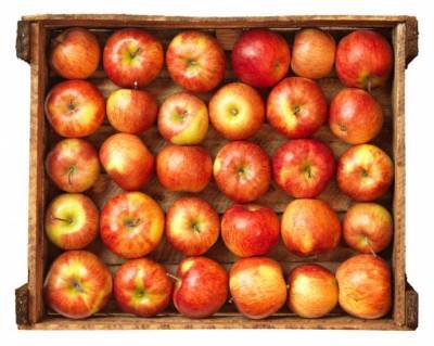 ​4 правила хранения яблок - lifehelper.one