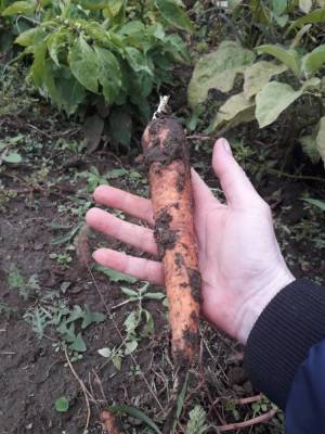 Как сохранить урожай моркови без потерь - sadogorod.club