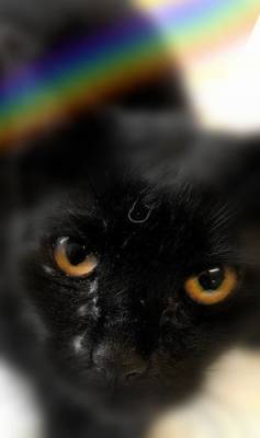 Печальная история: черного котика пропустили сквозь мусорный конвейер - mur.tv