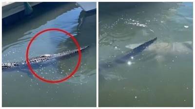 Видео: акула нападает на аллигатора - porosenka.net - штат Флорида - Австралия