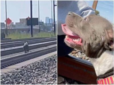 Собака с благодарностью смотрела на девушку, которая спасла ее от поезда - mur.tv - Сша