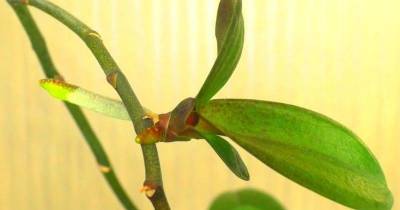 Попробуйте вырастить новую орхидею-детку из срезанного цветоноса - lifehelper.one