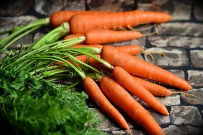 Боится ли морковь заморозков: температура, при которой нужно срочно убирать урожай - sadogorod.club