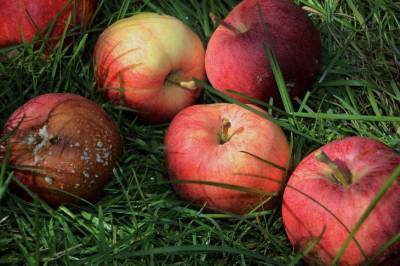 Куда девать опавшие яблоки в саду: хитрости, о которых не знают дачники - sadogorod.club