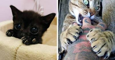 18 фотографий котищ и их когтищ, которые никому не дадут забыть об их хищной натуре - mur.tv