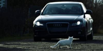 Кошку сбила машина: животное жалко, но надо ли сообщать владельцам? - mur.tv