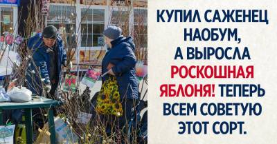 Торопливо выбрал подозрительный саженец, из него выросла лучшая яблоня в моем саду - takprosto.cc