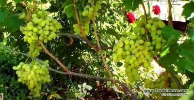 4 обязательные работы на винограднике в октябре - sadogorod.club