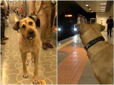 Бродячий пес из метро Стамбула стал звездой - mur.tv - Турция - Стамбул