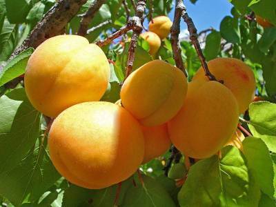 Чем полезны абрикосы и где находится «абрикосовый рай»? - lifehelper.one