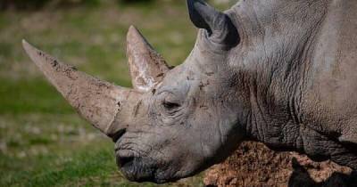 Умер самый старый белый носорог в мире - porosenka.net - Россия - Ливия