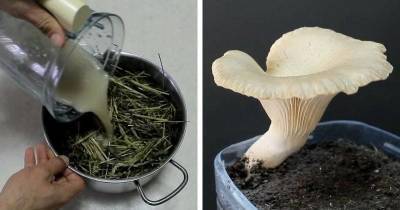 Бутылка + солома + любой гриб: самый простой и эффективный способ выращивание грибов - lifehelper.one