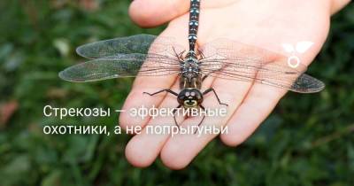 Стрекозы — эффективные охотники, а не попрыгуньи - sadogorod.club - Россия