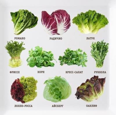 10 видов салата для вашего здоровья - fokus-vnimaniya.com