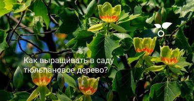 Как выращивать в саду тюльпановое дерево? - sadogorod.club