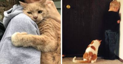 16 фото, которые доказывают, что котики могут быть не менее верными, преданными и заботливыми, чем собаки - mur.tv